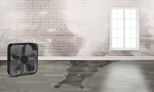 Best Mold removal after water damage  in Elleale, ND